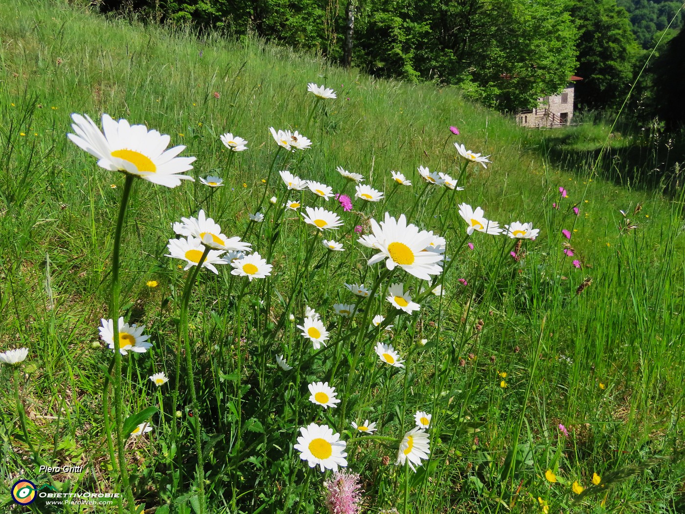 37 Leucanthemum vulgare - Margherita diploide.JPG